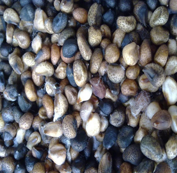 آلة فرز الألوان البصرية الاحترافية من وينياو لفرز بذور القطن والسمسم، سعرها 10