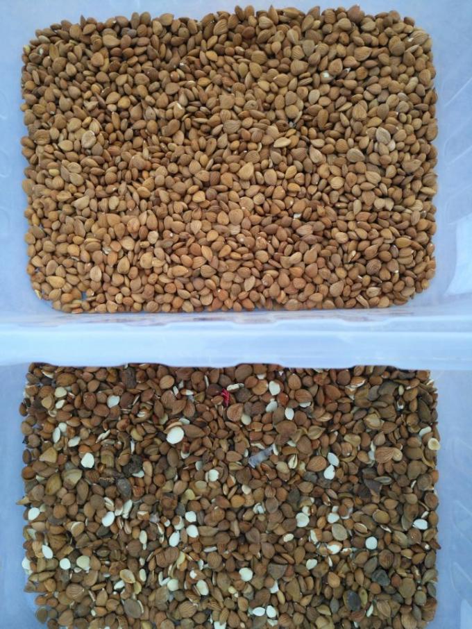 الكاميرا CCD الدقيقة آلة فرز ألوان مكادامياء 11