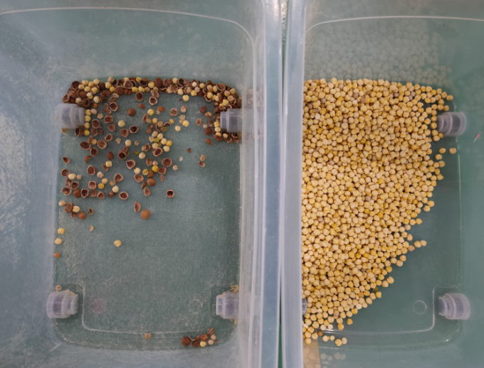 الكاميرا CCD الدقيقة آلة فرز ألوان مكادامياء 12