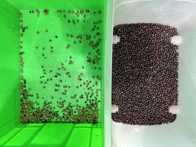 آلة فرز الألوان الأوتوماتيكية من وينياو لفصل الألوان للبلوبيري الطازج وتوت العرعر 5