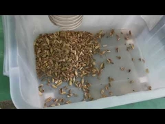 آلة فرز الألوان بـ 7 فتحات لبذور الشلالات لخط معالجة الهيل