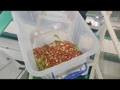 الفول السوداني