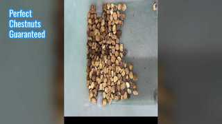 فارز لون الكستناء للمكسرات